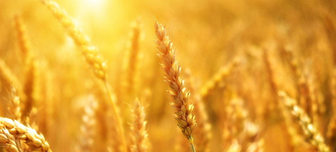 Le gluten